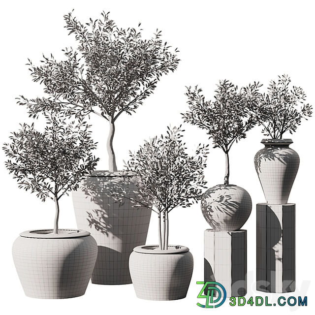 Indoor Plant Set V11 Olive Old Pot