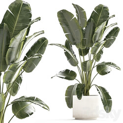 A beautiful interior plant in a modern flowerpot and a pot of banana palm, ravenala and strelitzia. 1242 