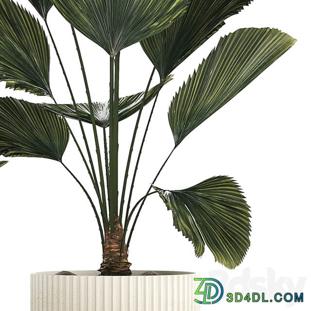 Beautiful shrub small Likuala palm tree in a white flower pot. Plant collection 1270
