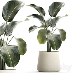 Exotic bush Calathea lutea in a pot, Strelitzia. Plants 1310 