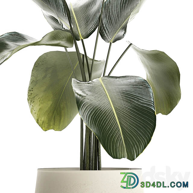 Exotic bush Calathea lutea in a pot, Strelitzia. Plants 1310