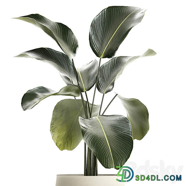 Exotic bush Calathea lutea in a pot, Strelitzia. Plants 1310