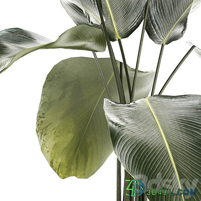 Exotic bush Calathea lutea in a pot, Strelitzia. Plants 1310