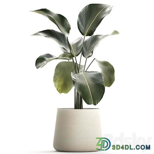 Exotic bush Calathea lutea in a pot, Strelitzia. Plants 1310