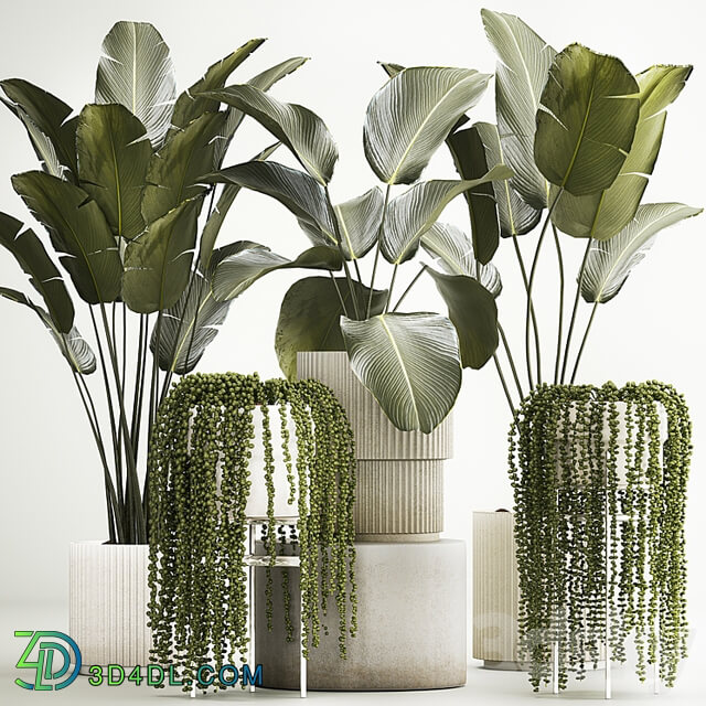 Hanging plants Succulents Rowley and Calathea lutea, Strelitzia in pots. Set of plants 1322