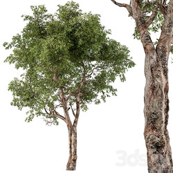 Broadleaf Tree Set 217 