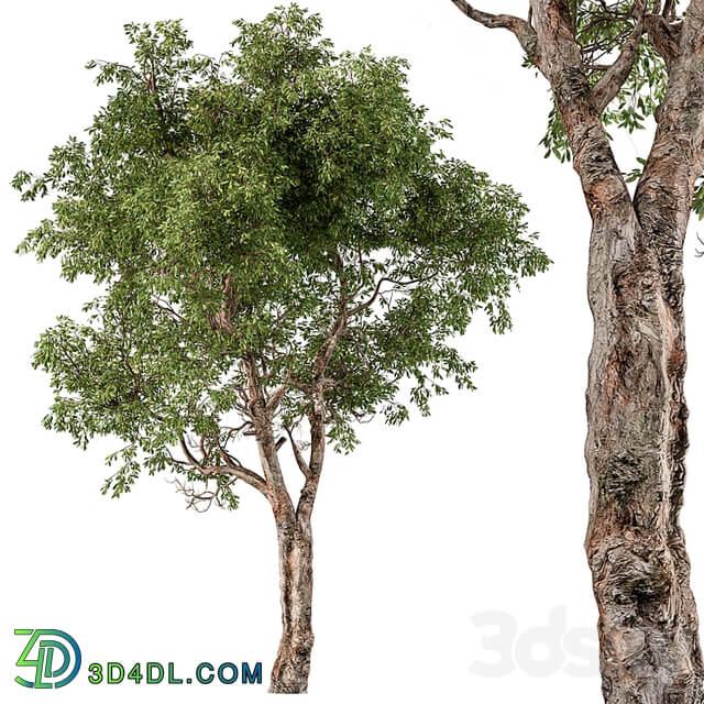 Broadleaf Tree Set 217