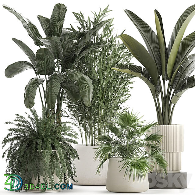 Collection of plants in white flower pots with Banana palm, ravenala, fern, bamboo. set 1352