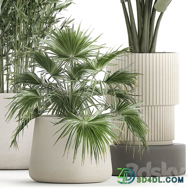 Collection of plants in white flower pots with Banana palm, ravenala, fern, bamboo. set 1352