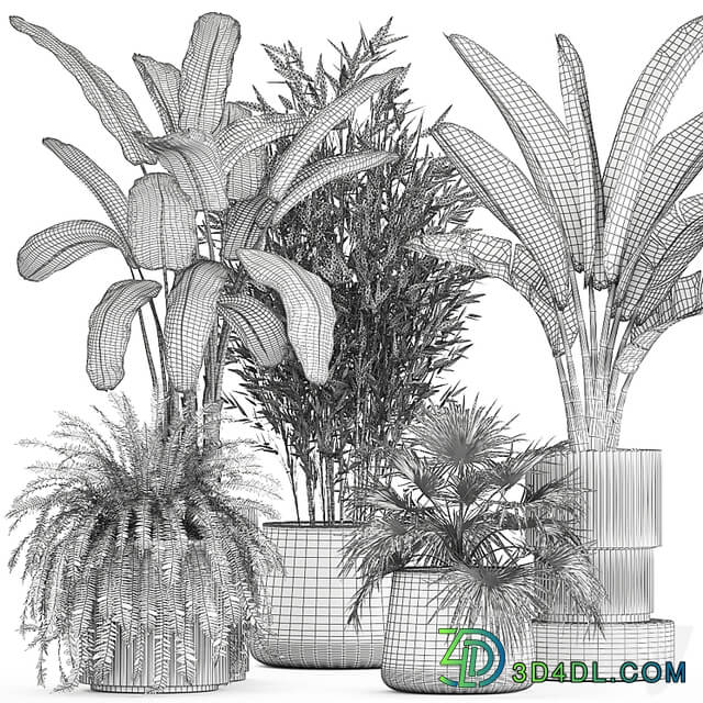 Collection of plants in white flower pots with Banana palm, ravenala, fern, bamboo. set 1352