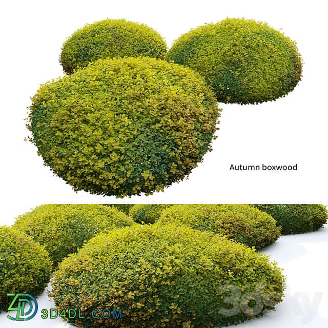 Autumn boxwood