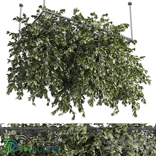 Hanging plants outdoor plant set 171