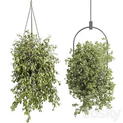 Hanging plants indoor plant set 410 