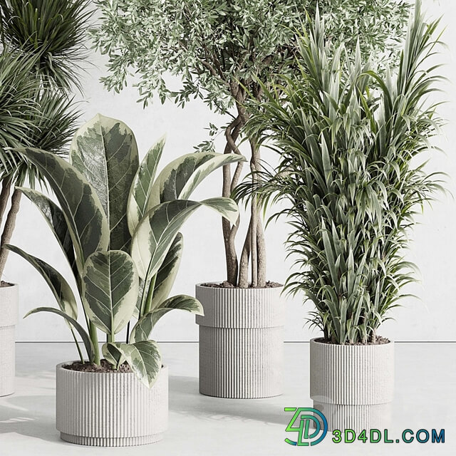 indoor plant set 414 plant ficus elastica tree palm bush concrete vase