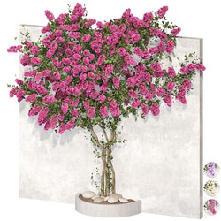 Bougainvillea plant 02 