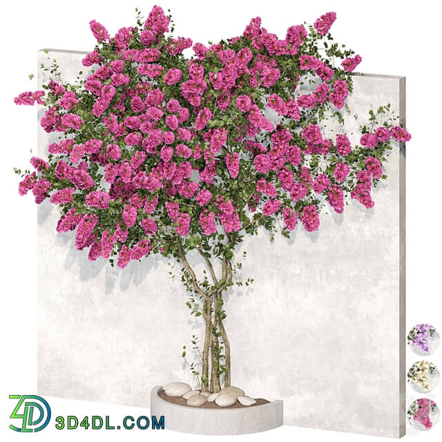 Bougainvillea plant 02