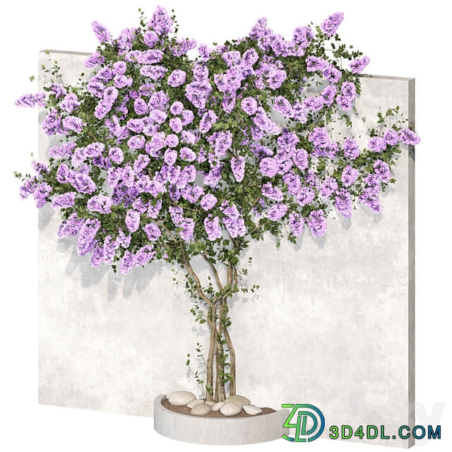 Bougainvillea plant 02