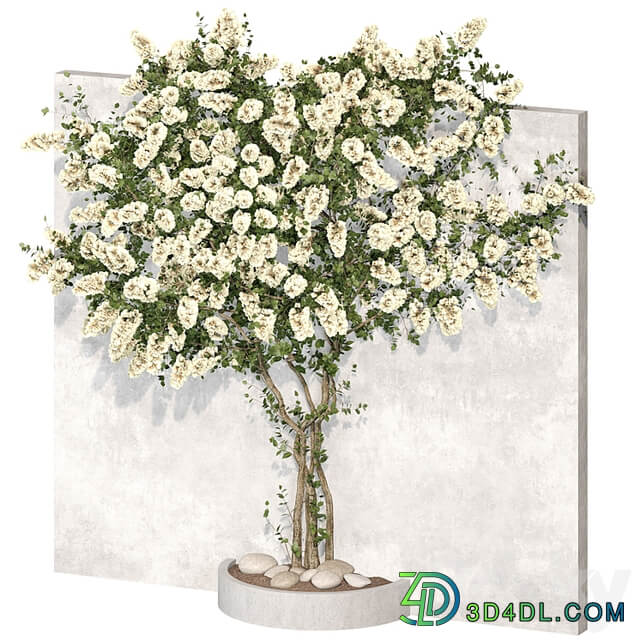 Bougainvillea plant 02