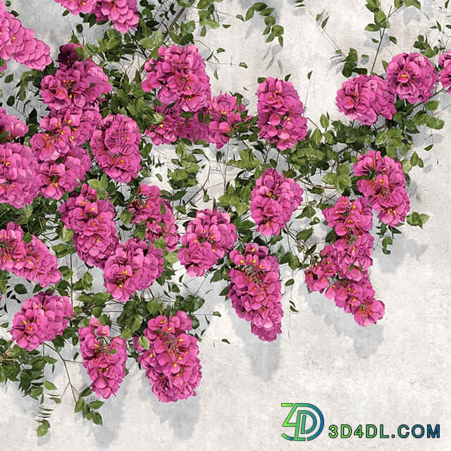 Bougainvillea plant 02