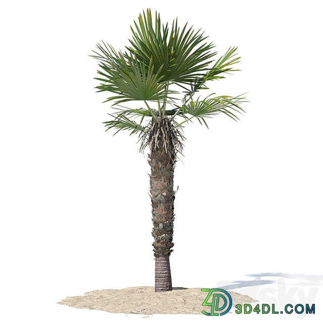 Trachycarpus fortunei palm tree