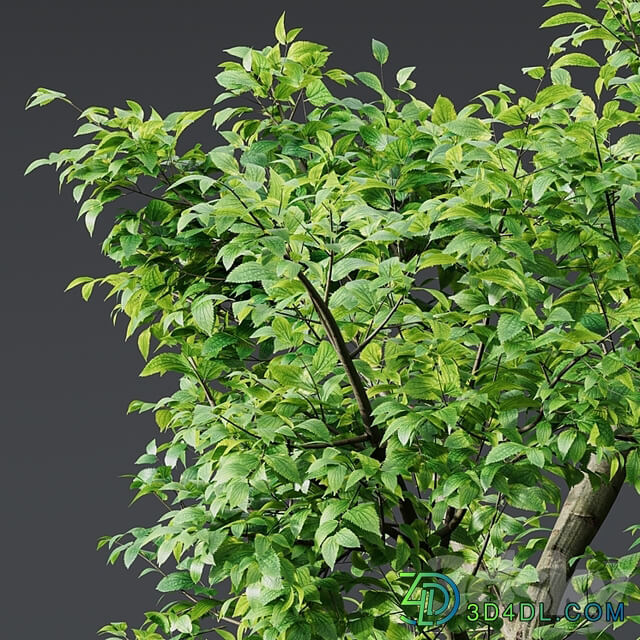 Fagus Grandifolia and Celtis Australis