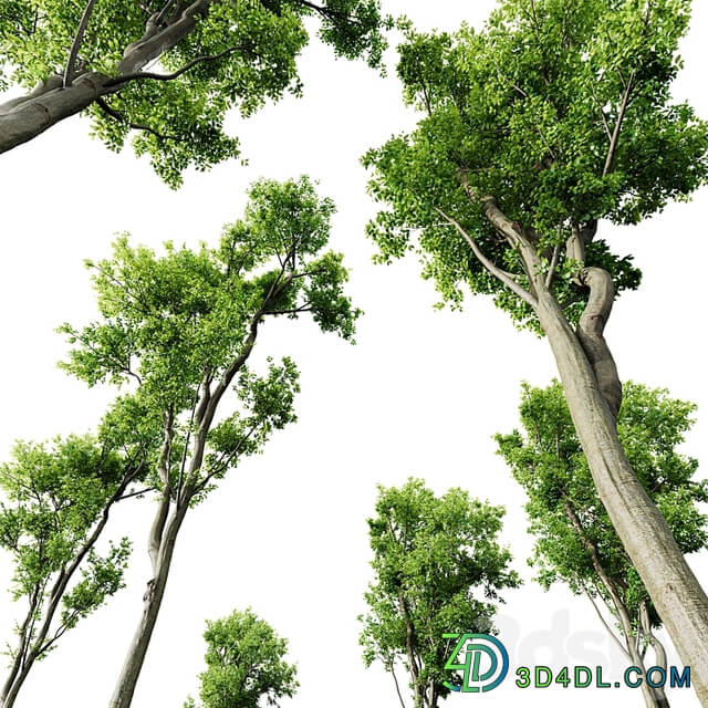 Fagus Grandifolia and Celtis Australis