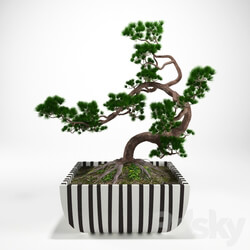 Pine bonsai 3D Models 