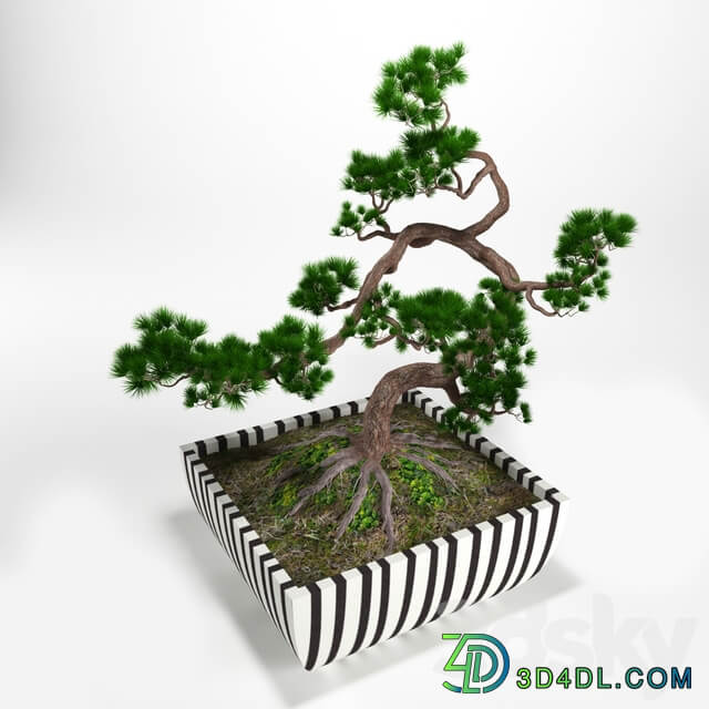 Pine bonsai 3D Models