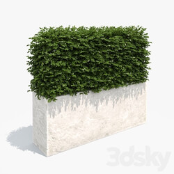 Hedge white plantere 3D Models 