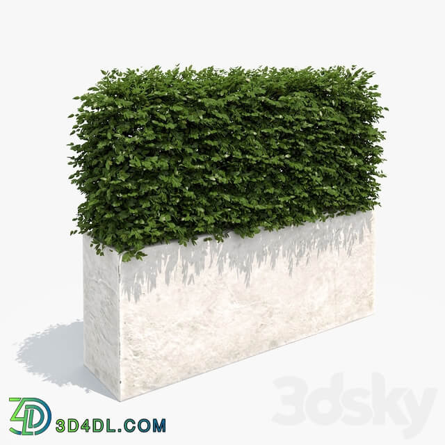 Hedge white plantere 3D Models