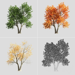 tree 3D Models 