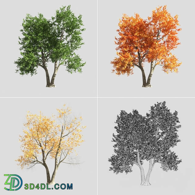 tree 3D Models