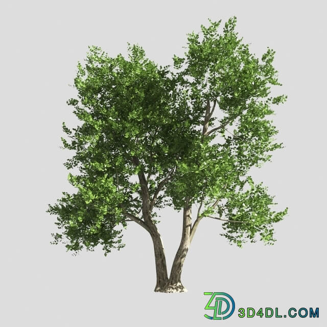 tree 3D Models