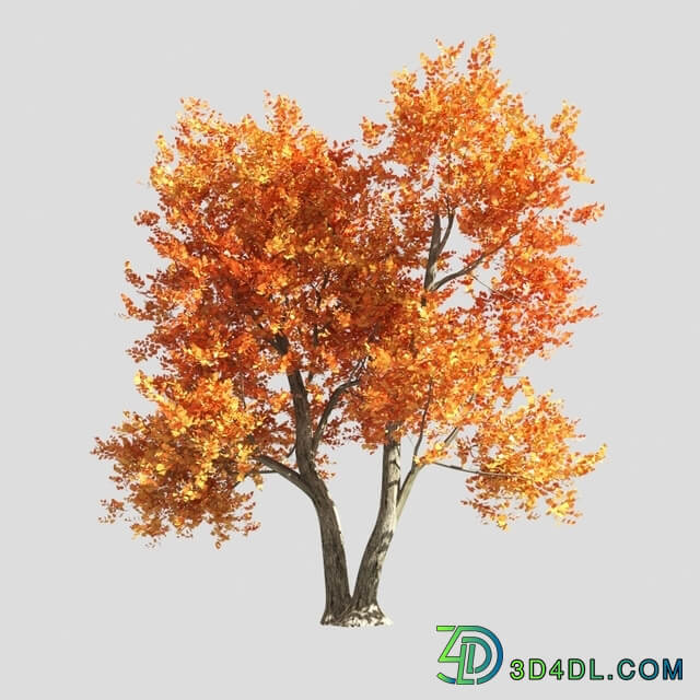 tree 3D Models