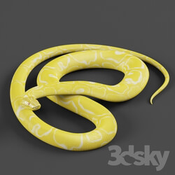 Tiger python 