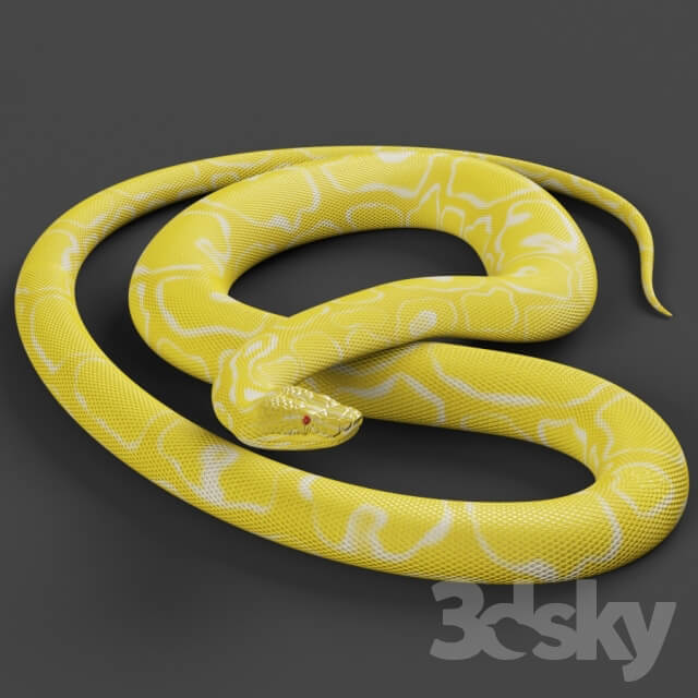 Tiger python