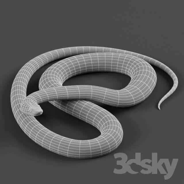 Tiger python