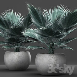 Plant Bismarckia nobilis 2 