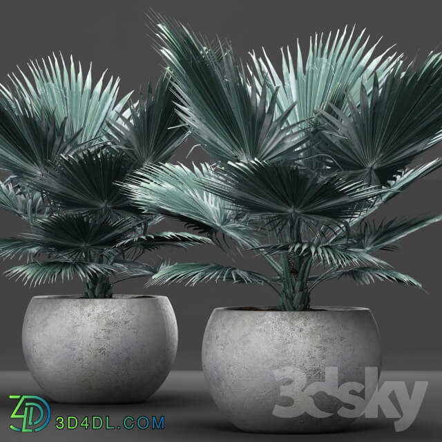 Plant Bismarckia nobilis 2