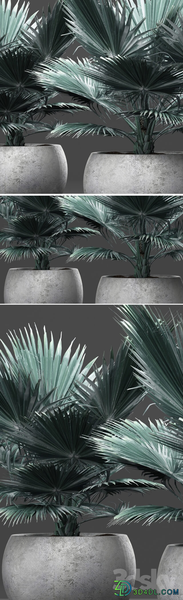Plant Bismarckia nobilis 2