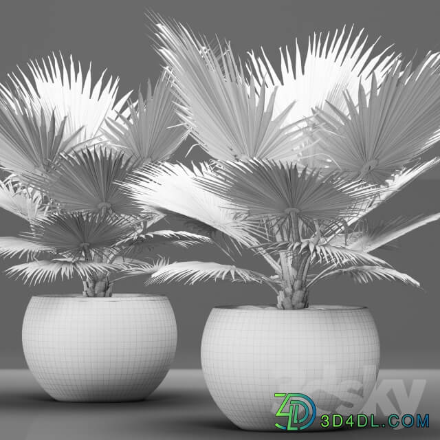 Plant Bismarckia nobilis 2