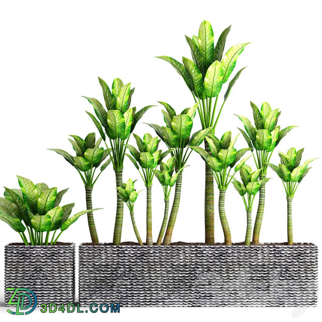 The collection of plants in pots 16. Dieffenbachia flower pot bush outdoor decorative concrete 3D Models