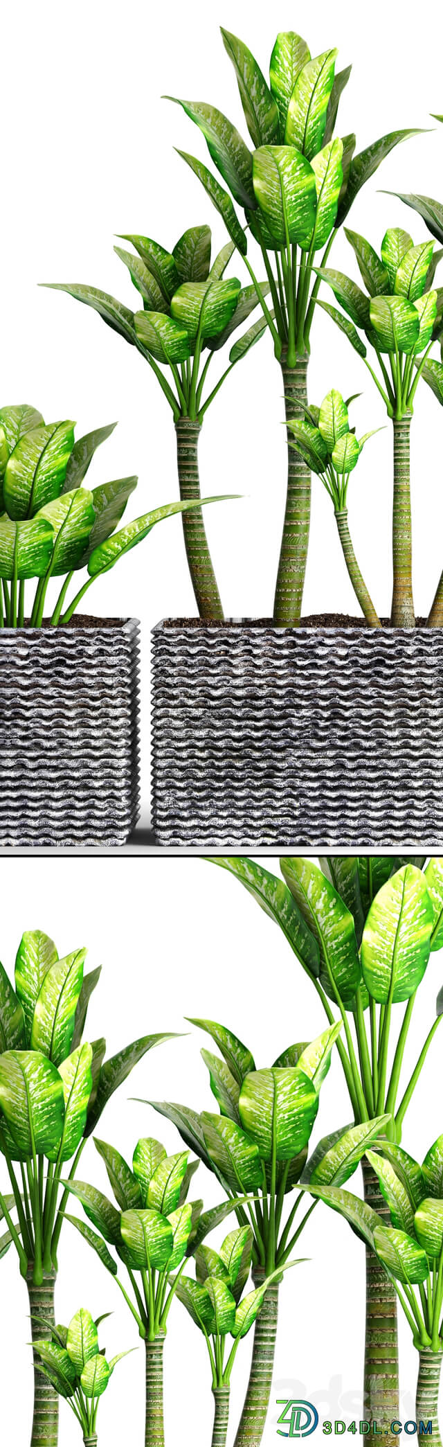 The collection of plants in pots 16. Dieffenbachia flower pot bush outdoor decorative concrete 3D Models