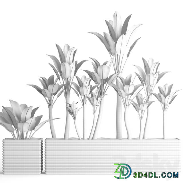 The collection of plants in pots 16. Dieffenbachia flower pot bush outdoor decorative concrete 3D Models