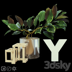 Ficus 3D Models 