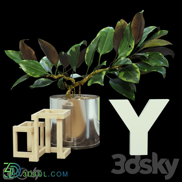 Ficus 3D Models