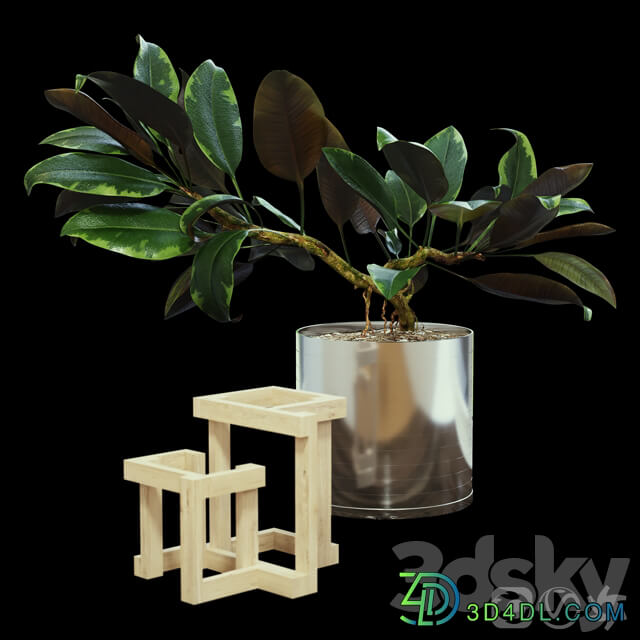 Ficus 3D Models