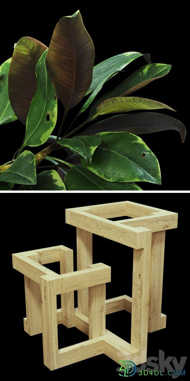 Ficus 3D Models