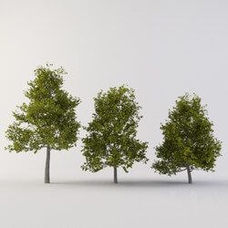 3D Models 
