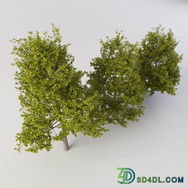 3D Models
